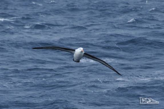 Um enorme albatroz na região Shag Rocks, entre Falkland e Geórgia do Sul